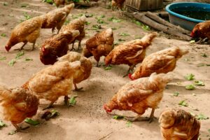 Read more about the article Benefits of Poultry farming