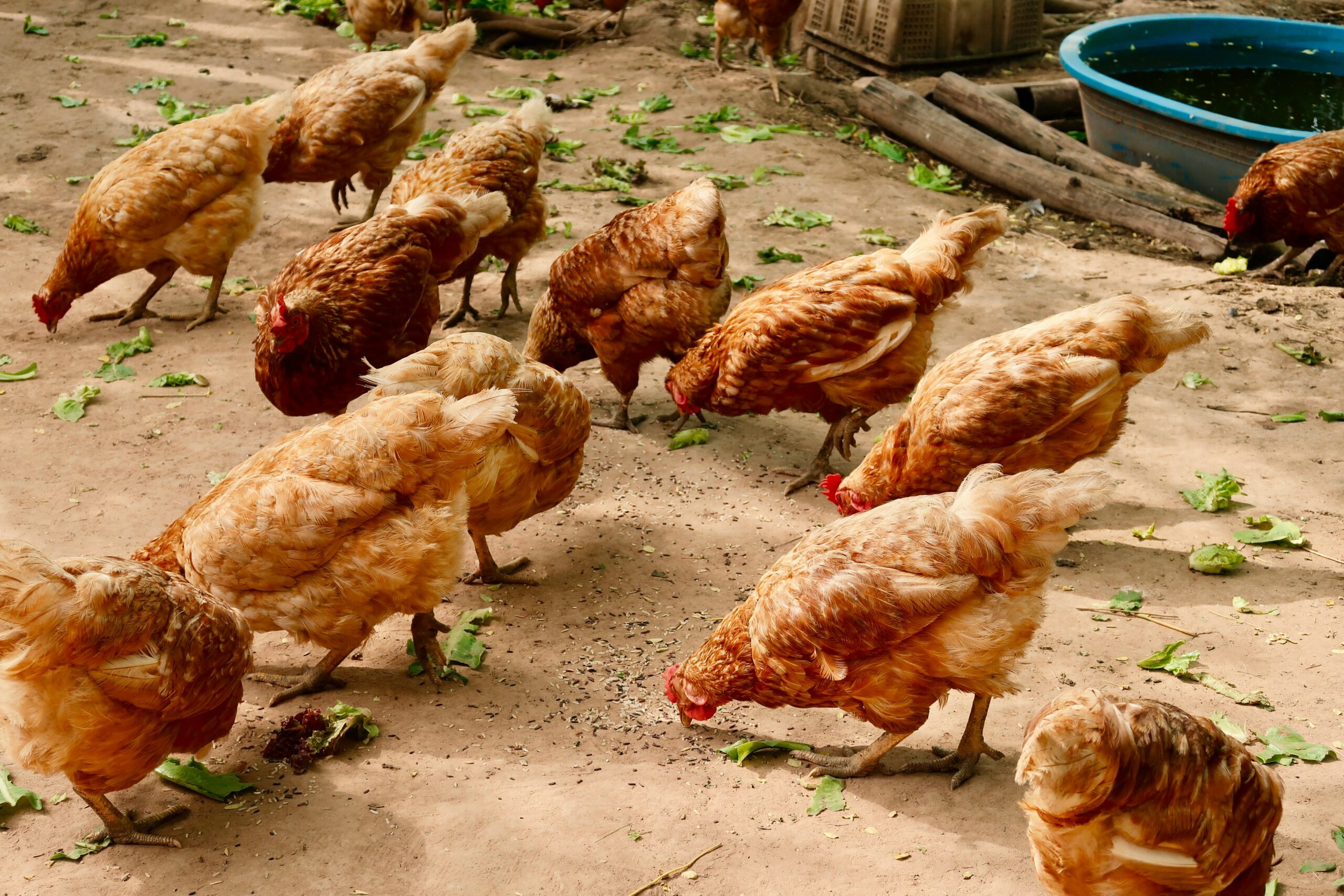 You are currently viewing Benefits of Poultry farming