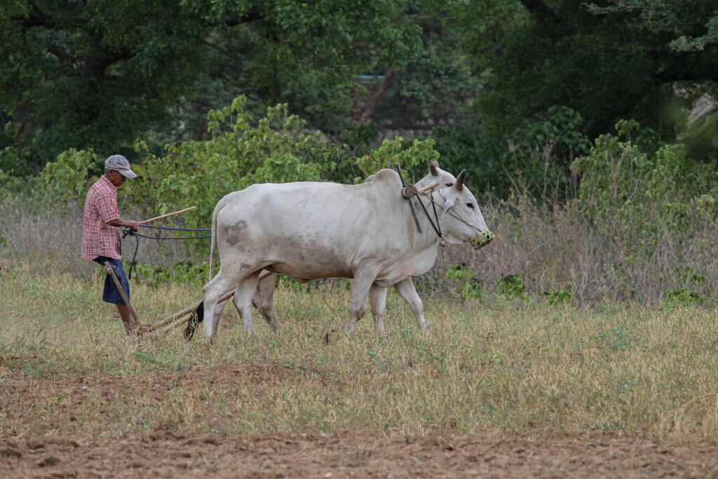 livestock