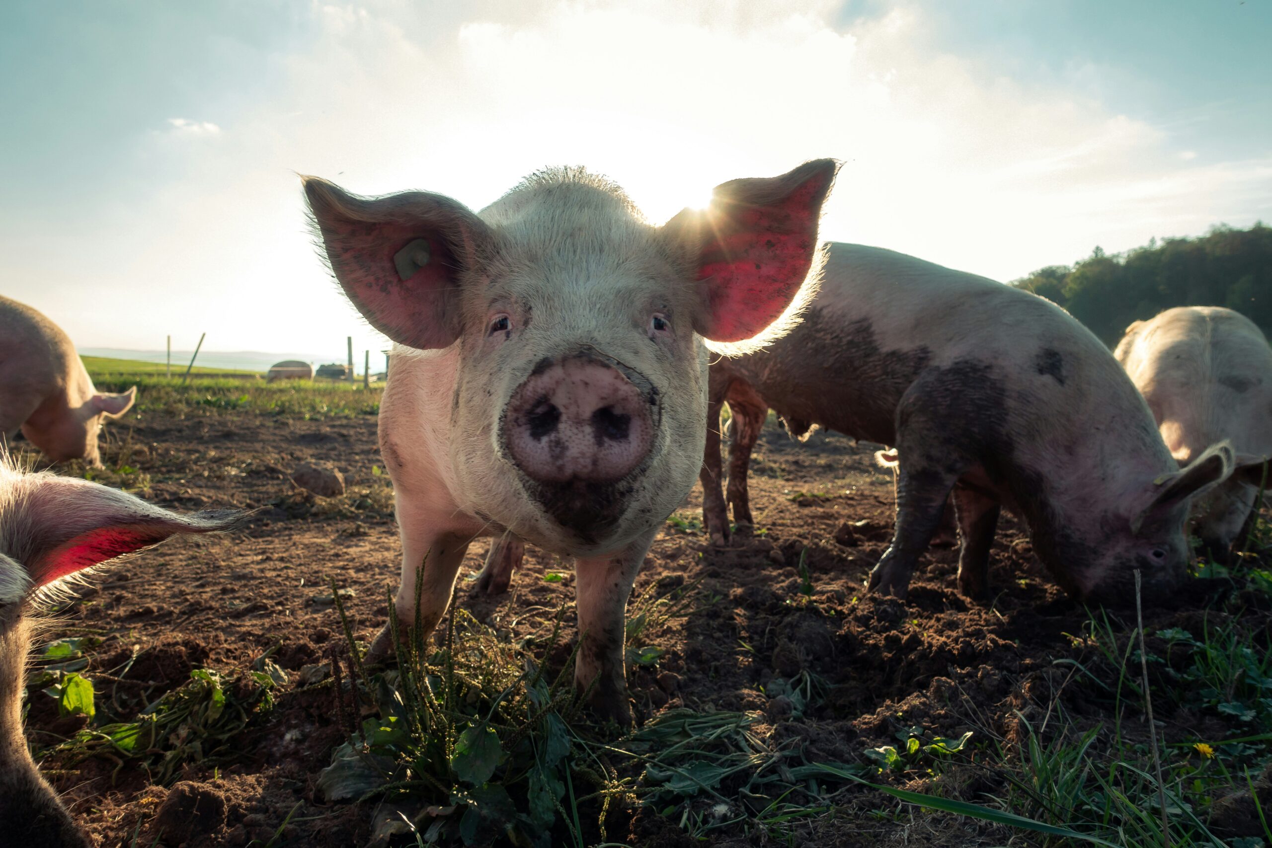 You are currently viewing How to choose the best feed for your livestock